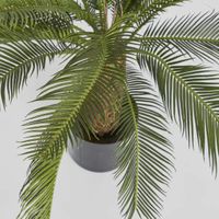 Cycad Palm 80cm