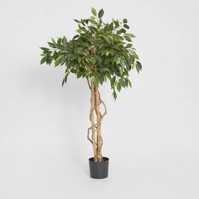 Ficus Ball Tree 1.2m