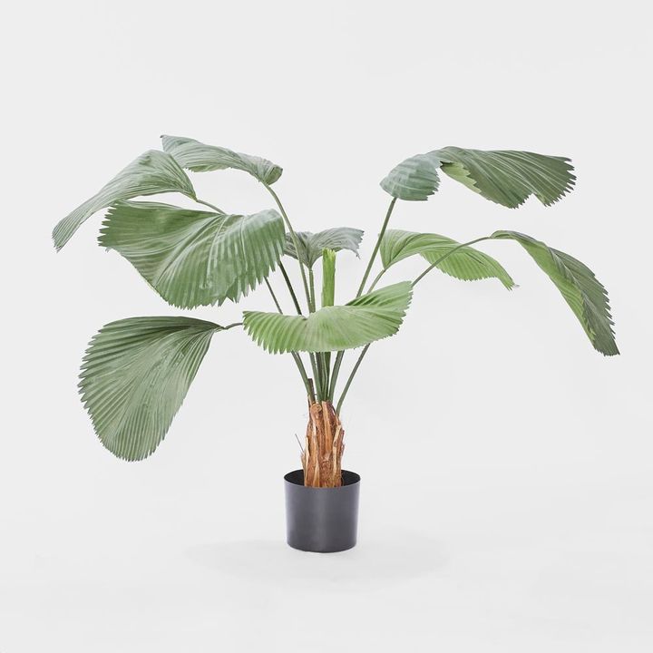 Fan Palm 1.22m