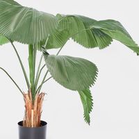 Fan Palm 1.22m
