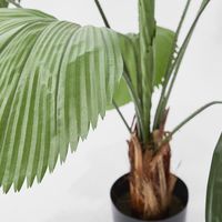 Fan Palm 1.22m