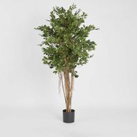 Ficus Retusa 1.8m