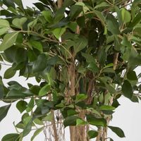 Ficus Retusa 1.8m