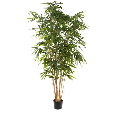 Giant Bamboo Tree 2.4m