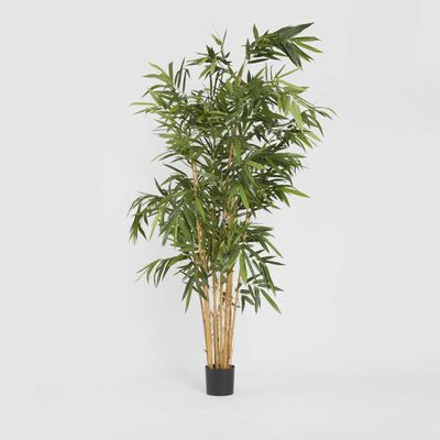 Giant Bamboo Tree 2.4m