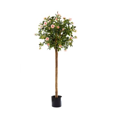 Diamond Rose Ball Tree Pink 1.2m