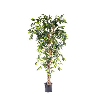 Ficus Tree 1.7m