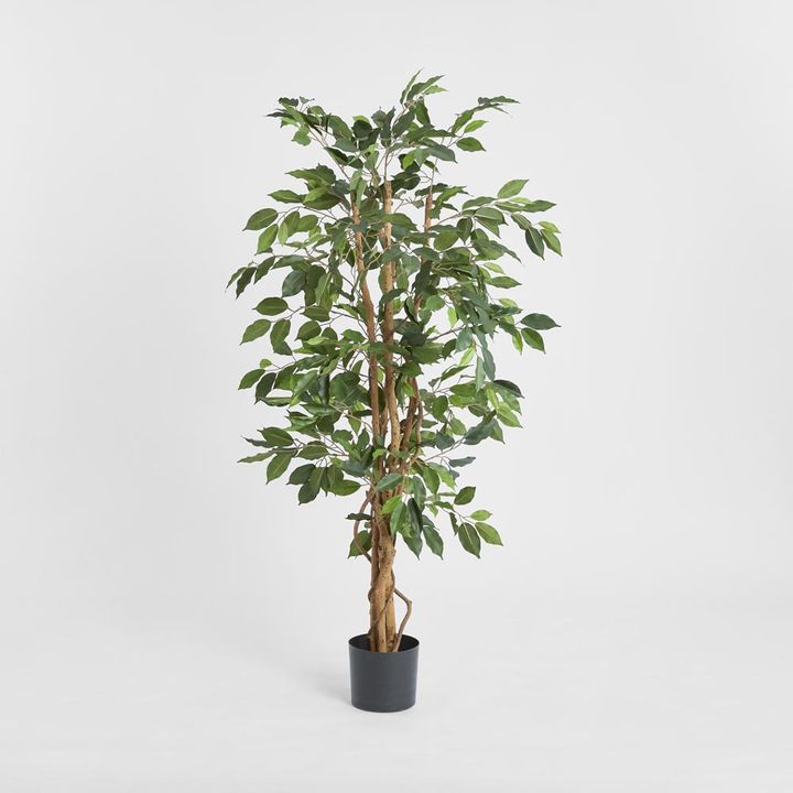 Ficus Tree 1.7m