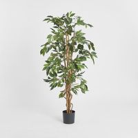 Ficus Tree 1.7m