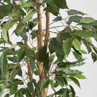 Ficus Tree 1.7m