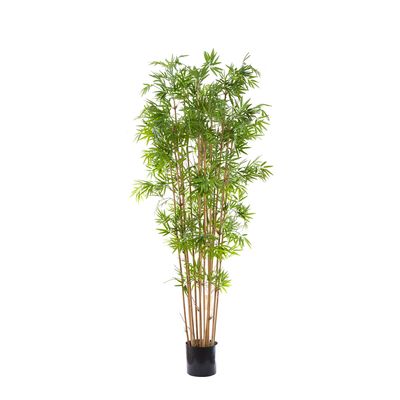 Japanese Bamboo Tree 1.9m