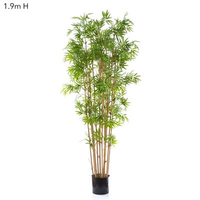 Japanese Bamboo Tree 1.9m