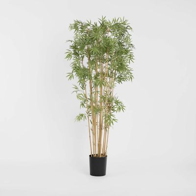 Japanese Bamboo Tree 1.9m