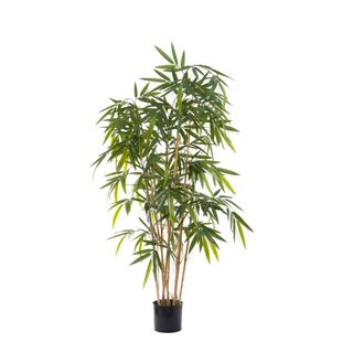 New Bamboo Tree Budget 1.6m