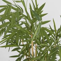 New Bamboo Tree Budget 1.6m