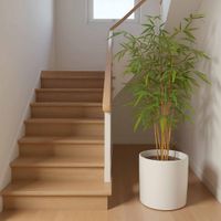 New Bamboo Tree Budget 1.6m