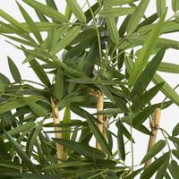 New Bamboo Tree 1.5m