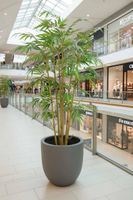 New Bamboo Tree 1.5m