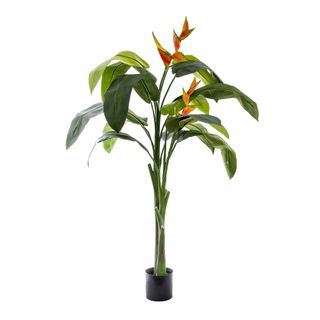 Heliconia Plant 1.6m