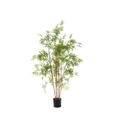 Oriental Bamboo Tree 1.6m