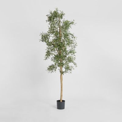 Olive Tree 2.4m