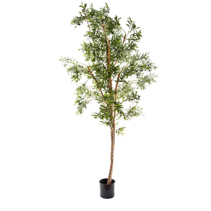 Olive Tree 2.4m