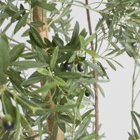 Olive Tree 2.4m