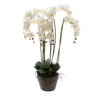 Orchid in Terracotta Pot 95cm White