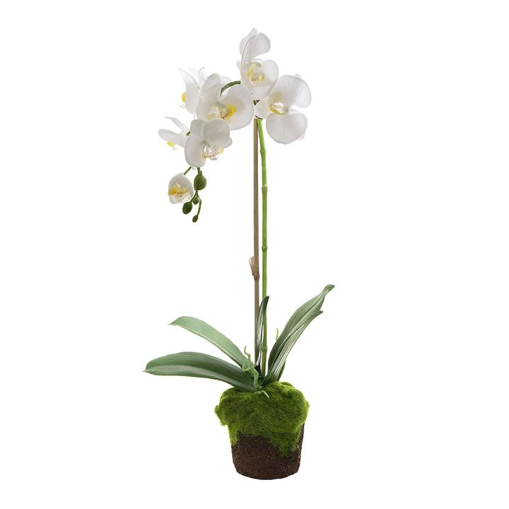 Orchid in Moss Pot 63cm White