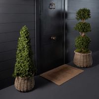 Boxwood Triple Ball Tree 1.2m