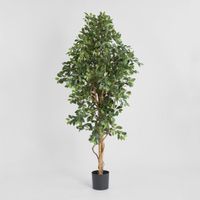 Ficus Retusa Bush Tree 1.8m