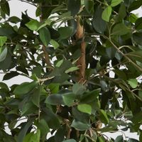 Ficus Retusa Bush Tree 1.8m