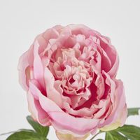 Peony Spray 60cm Pink