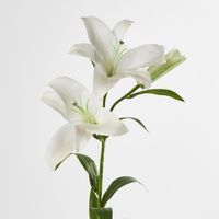 Lily Real Touch 90cm White