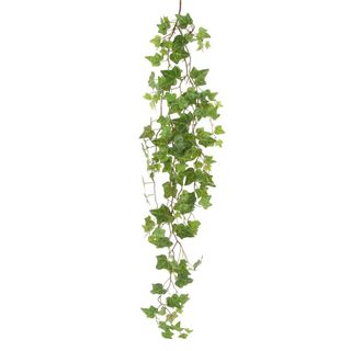 Ivy Leaf Bush 1.1m