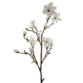 Magnolia Wisoni Spray 1.4m White