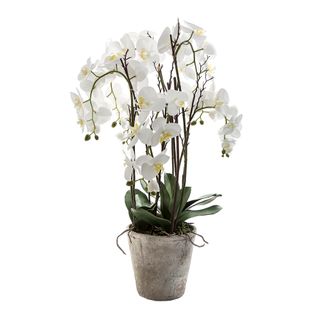 Orchid Phalaenopsis Large in Terracotta Pot 90cm White