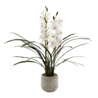 Orchid Cymbidium in Pot 82cm White