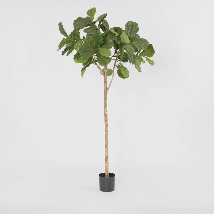Fiddle Leaf Fig Tree 2m