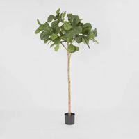 Fiddle Leaf Fig Tree 2m