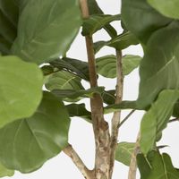 Fiddle Leaf Fig Tree 2m