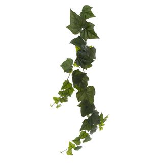 Giant Ivy Vine 1.15m