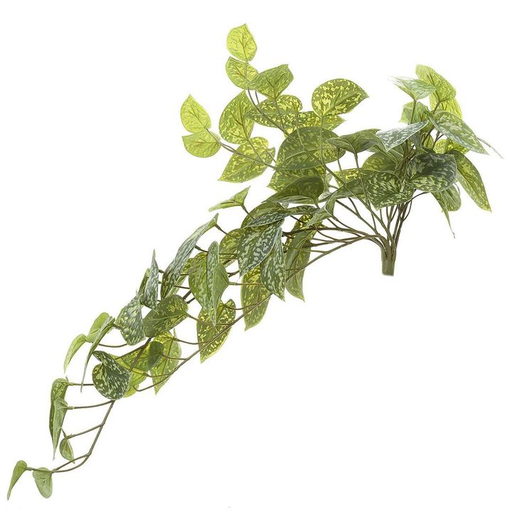 Pothos hanging Bush 70cm Green