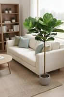 Fiddle Leaf Tree 1.5m
