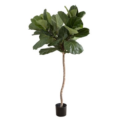 Fiddle Leaf Tree 1.5m