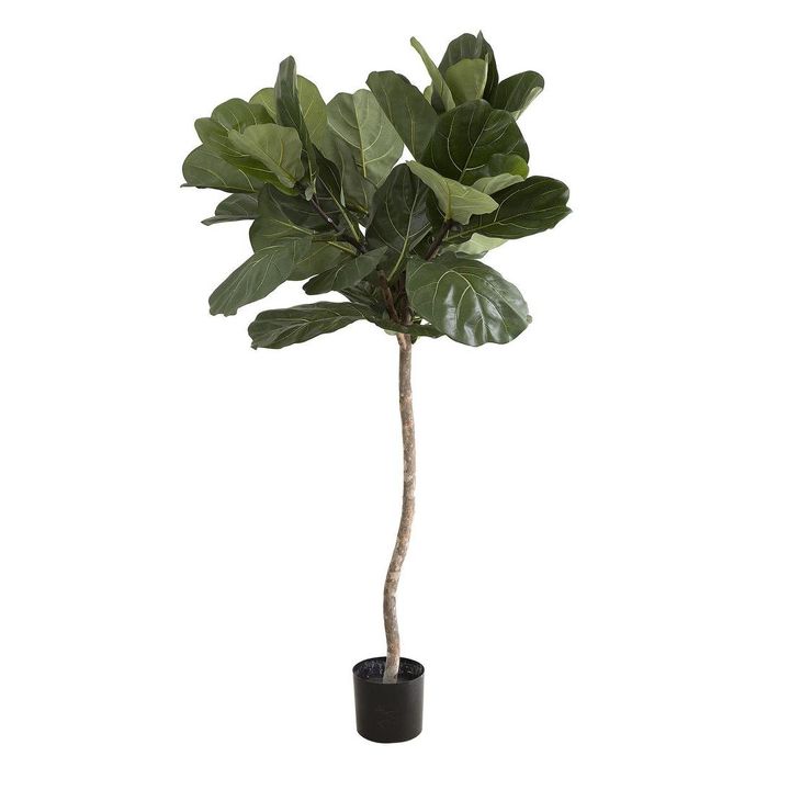 Fiddle Leaf Tree 1.5m