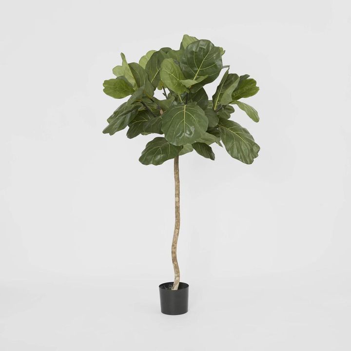 Fiddle Leaf Tree 1.5m