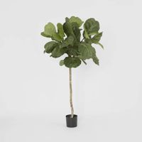 Fiddle Leaf Tree 1.5m