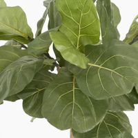 Fiddle Leaf Tree 1.5m