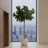 Fiddle Leaf Tree 215cm